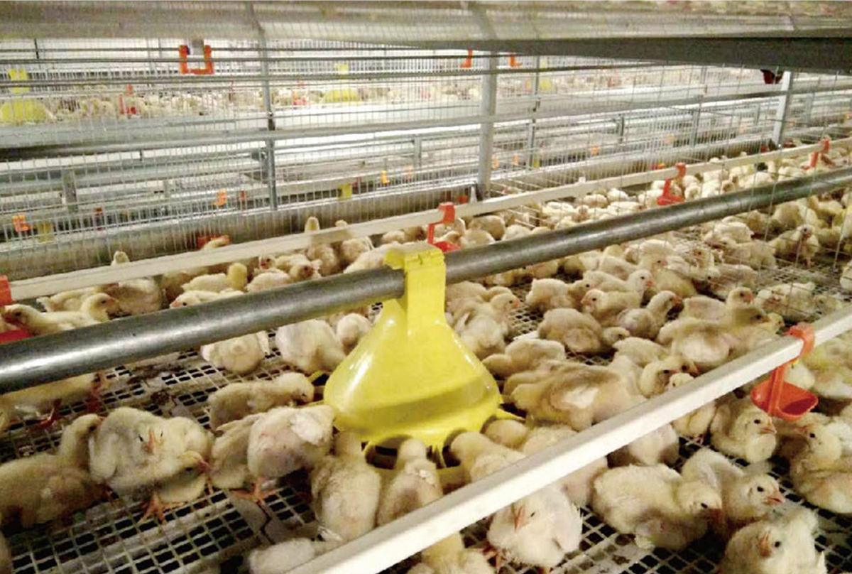 P17-18肉鸡笼养系统3_05.jpg
